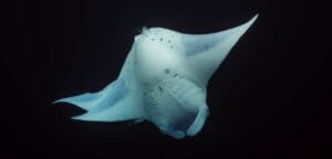 Manta ray swimming gracefully in dark ocean.