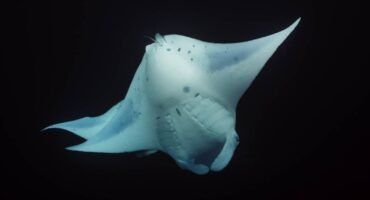 Manta ray swimming gracefully in dark ocean.