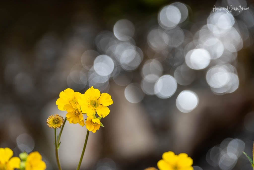 Close-up of yellow flowers with blurred bokeh background