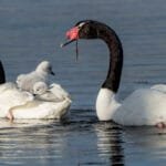 Two black-necked swans with their cygnets