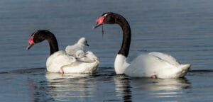 Two black-necked swans with their cygnets