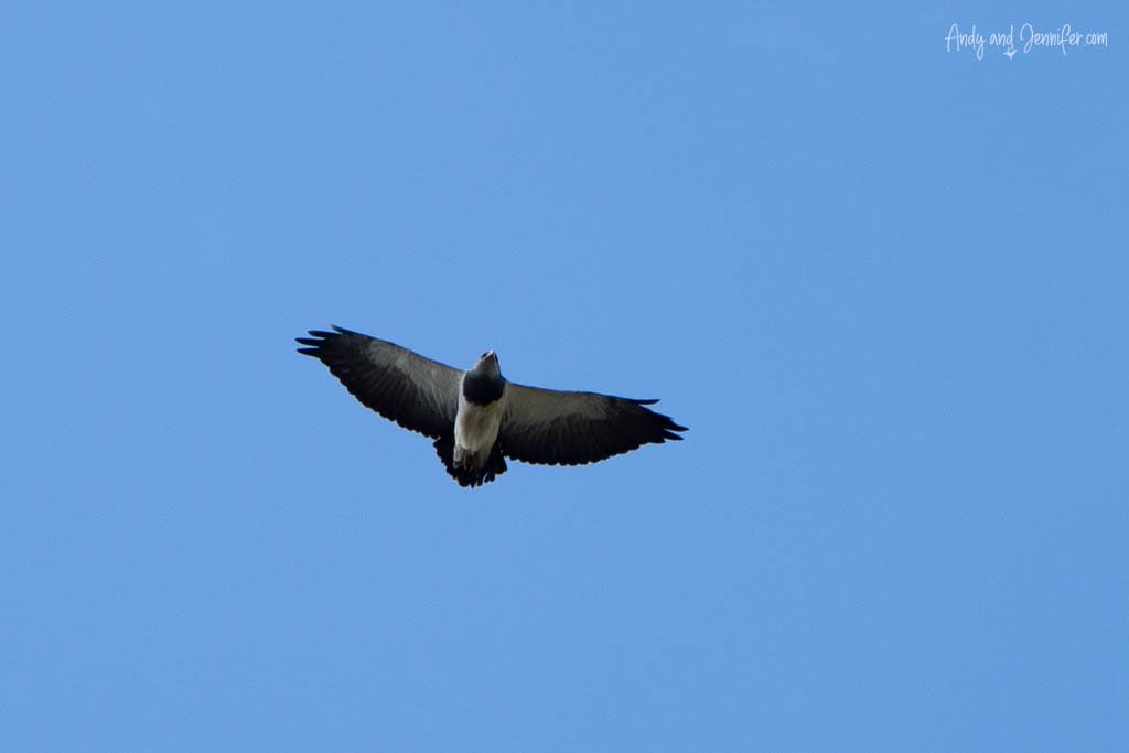 soaring Black-Chested Buzzard-Eagle
