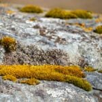 Close-up of vibrant moss growing on a rocky surface.