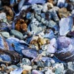 Close-up of scattered seashells and pebbles on a beach.