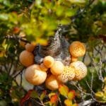 Cluster of orange fungi growing on tree among green leaves.