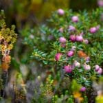 Close-up of vibrant pink berries growing on lush green shrubs.