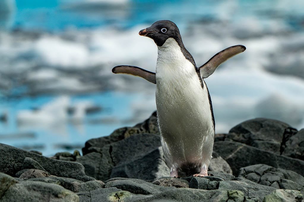  Adélie penguin standing on rocky terrain with flippers outstretched, icy water in the background.