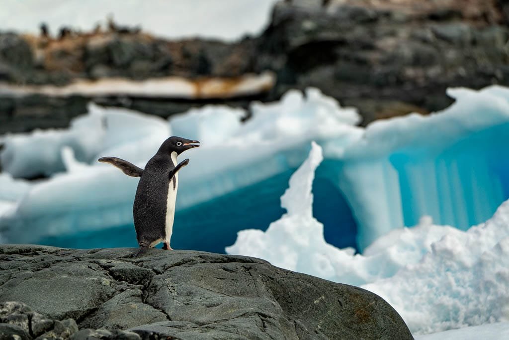 Adélie penguin standing on a rocky surface with blue ice formations in the background.