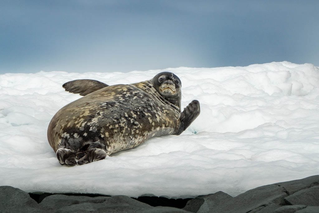 Weddell seal resting on snow, looking back with one flipper raised.