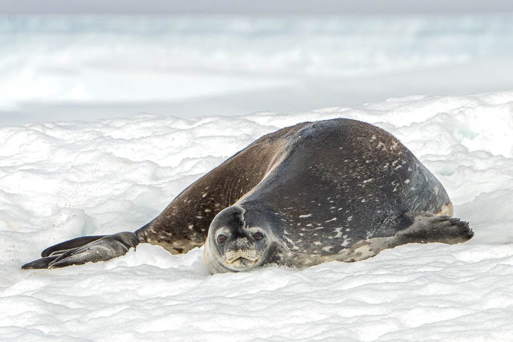 Seal lying on snowy surface with head resting flat and flippers spread.