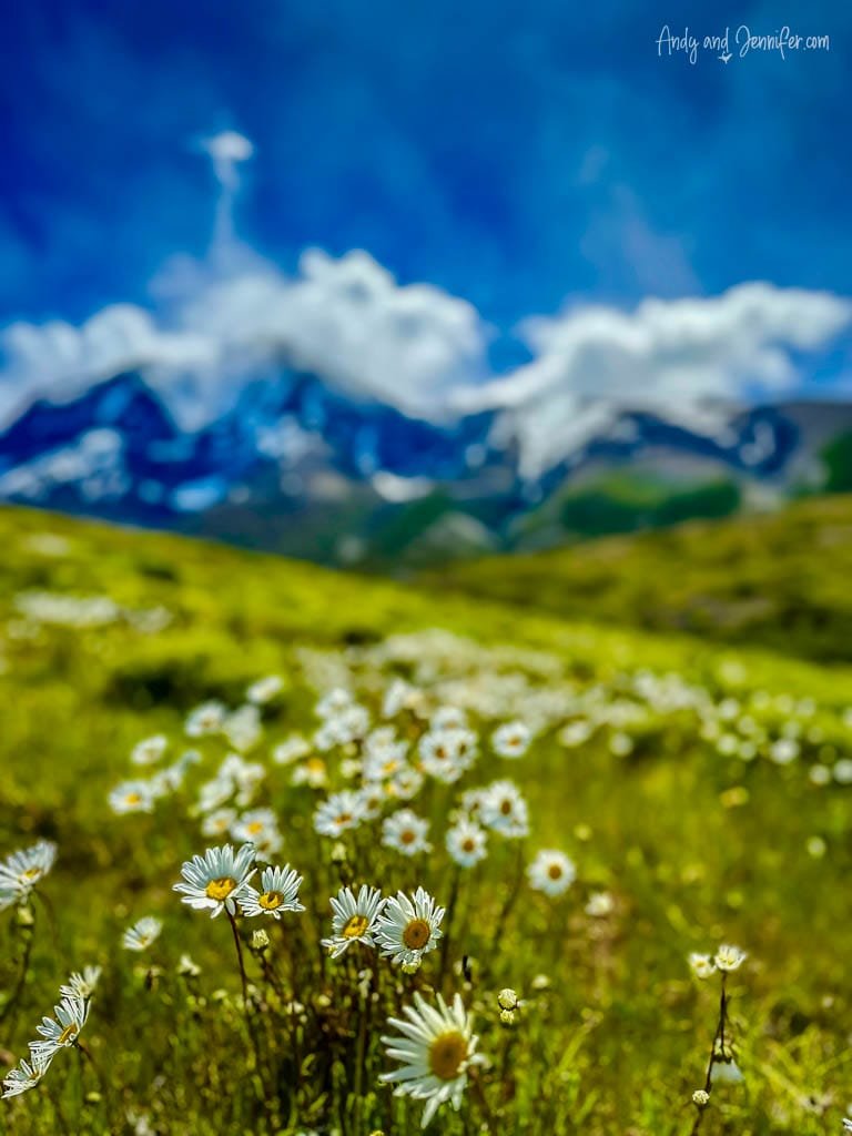 Field of white daisies with mountains in the background