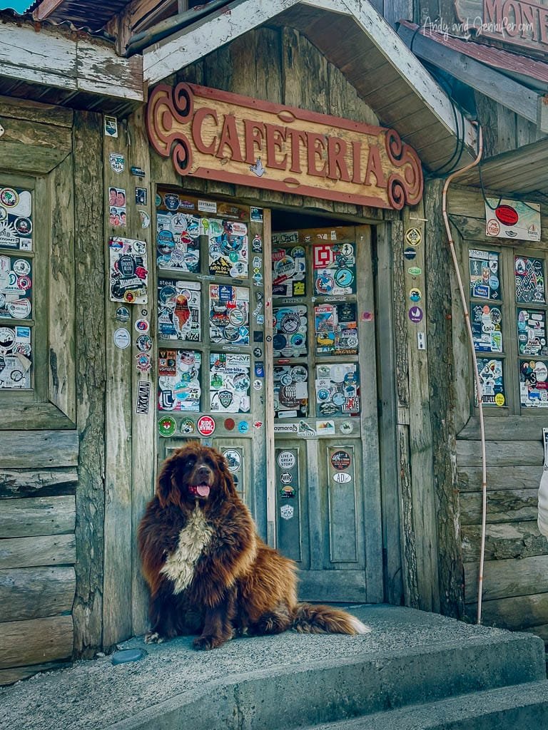 Massive brown dog at Cerro Castillo