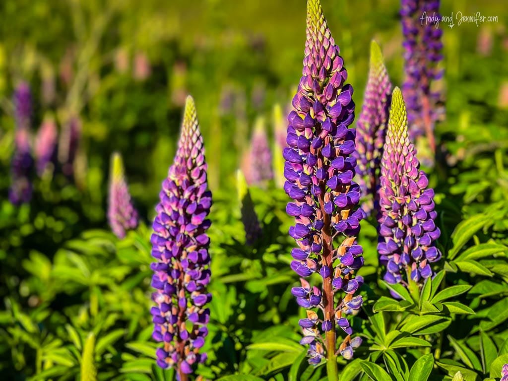 Close-up of vibrant purple lupine flowers in a field