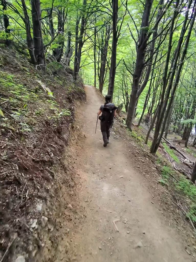 Hiker walking along a forest trail with trekking poles