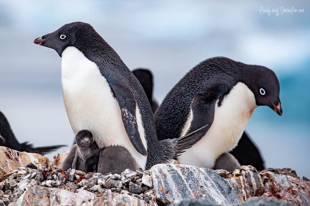  Adélie penguins with fluffy chicks nestled underneath on a rocky surface in Antarctica