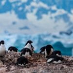 Adélie penguins gathered on rocky terrain with an icy Antarctic backdrop