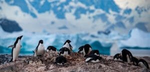 Adélie penguins gathered on rocky terrain with an icy Antarctic backdrop