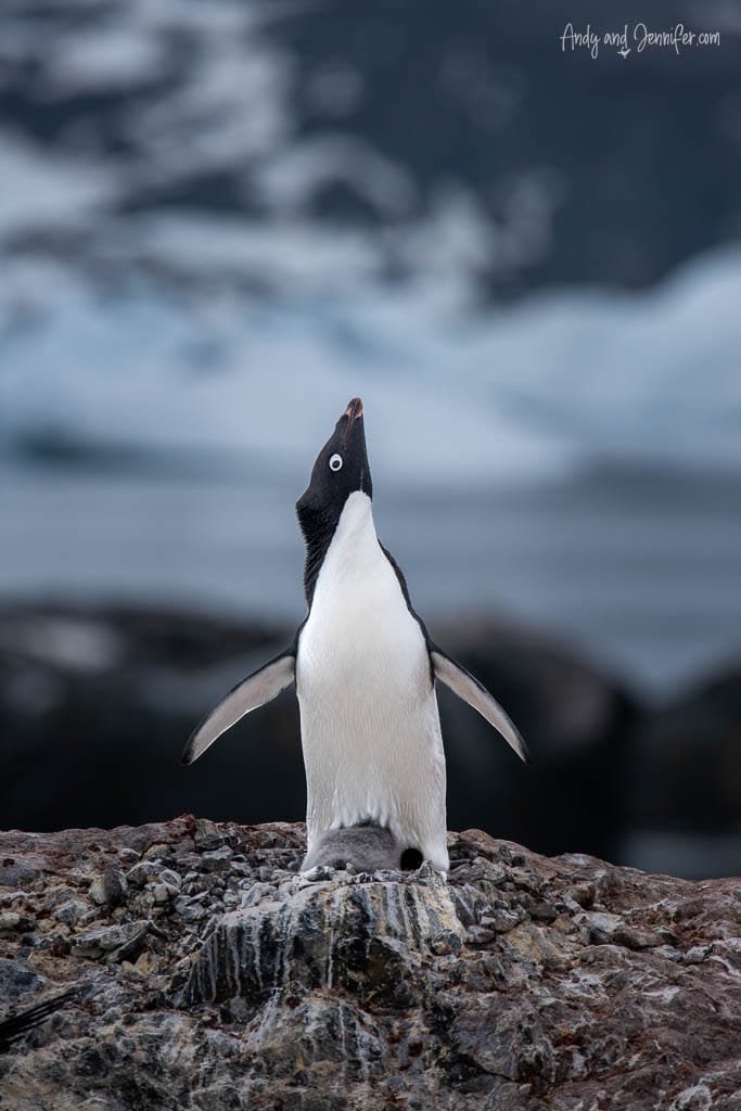 Adélie penguin standing on a rocky surface with its head tilted upward and wings slightly spread, in an icy Antarctic setting.