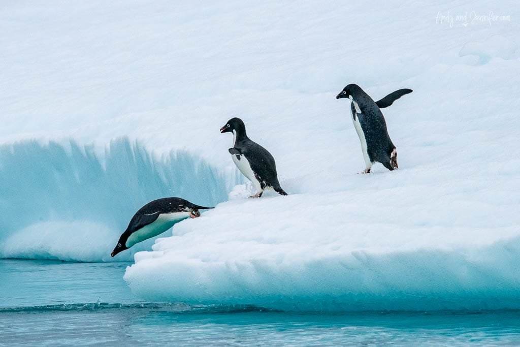 Three Adélie penguins on an icy ledge, with one diving into the cold Antarctic water.