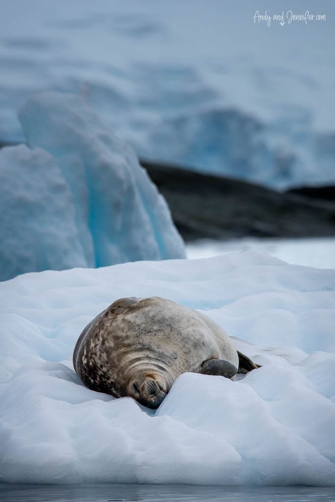 Seal resting peacefully on a snow-covered iceberg in Antarctica.