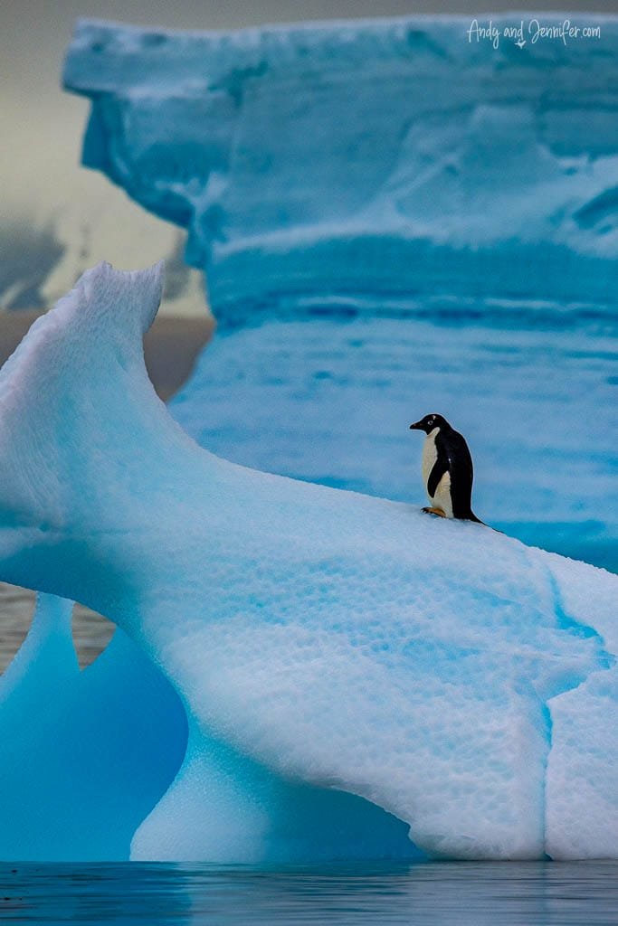 Adélie penguin standing atop a large, sculpted blue iceberg in Antarctic waters.