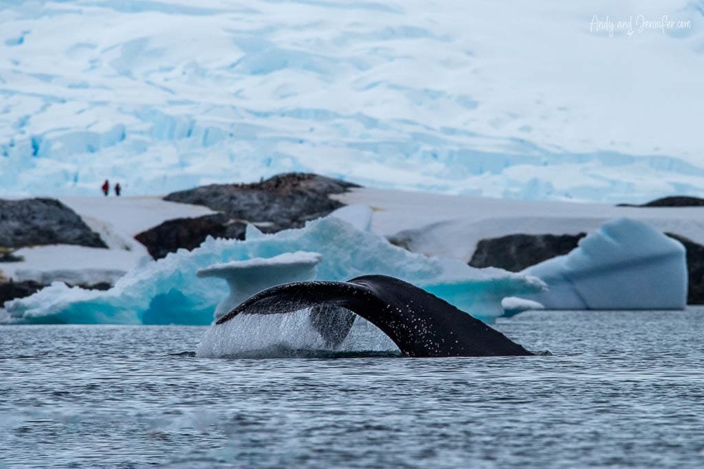 Humpback whale diving in Antarctic waters, with its tail fin raised above the surface. Snow-covered land and icebergs are visible in the background, along with two distant figures on a snowy ridge.