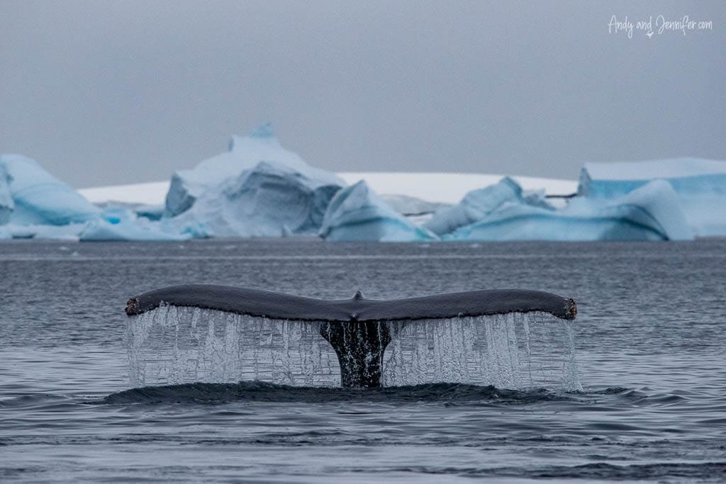 Humpback whale tail rises from Antarctic waters, with icebergs in the distance. Water cascades off the tail, creating a serene contrast against the icy blue backdrop