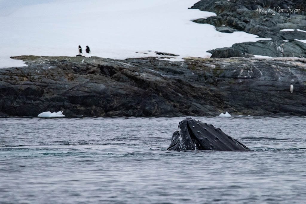 Humpback whale's head surfaces in Antarctic waters, with two penguins standing on a rocky snow-covered shore in the background. The scene captures the contrast between marine and land wildlife in the polar environment.