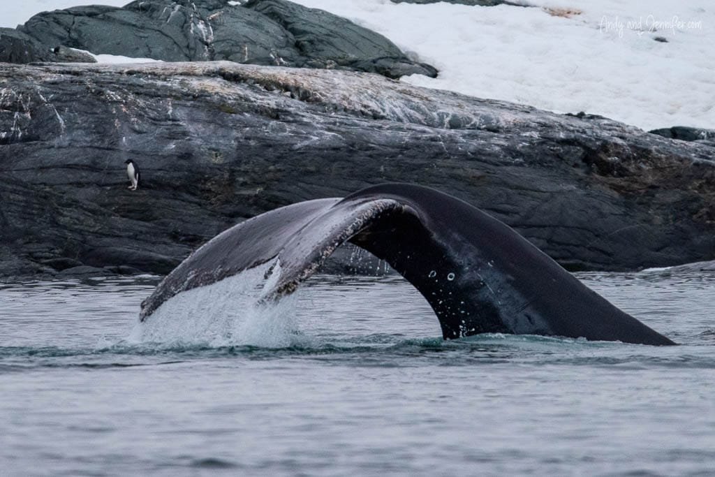 Humpback whale's tail rises from Antarctic waters near a rocky, snow-covered shore. A lone penguin stands on the dark rocks in the background, observing the scene.