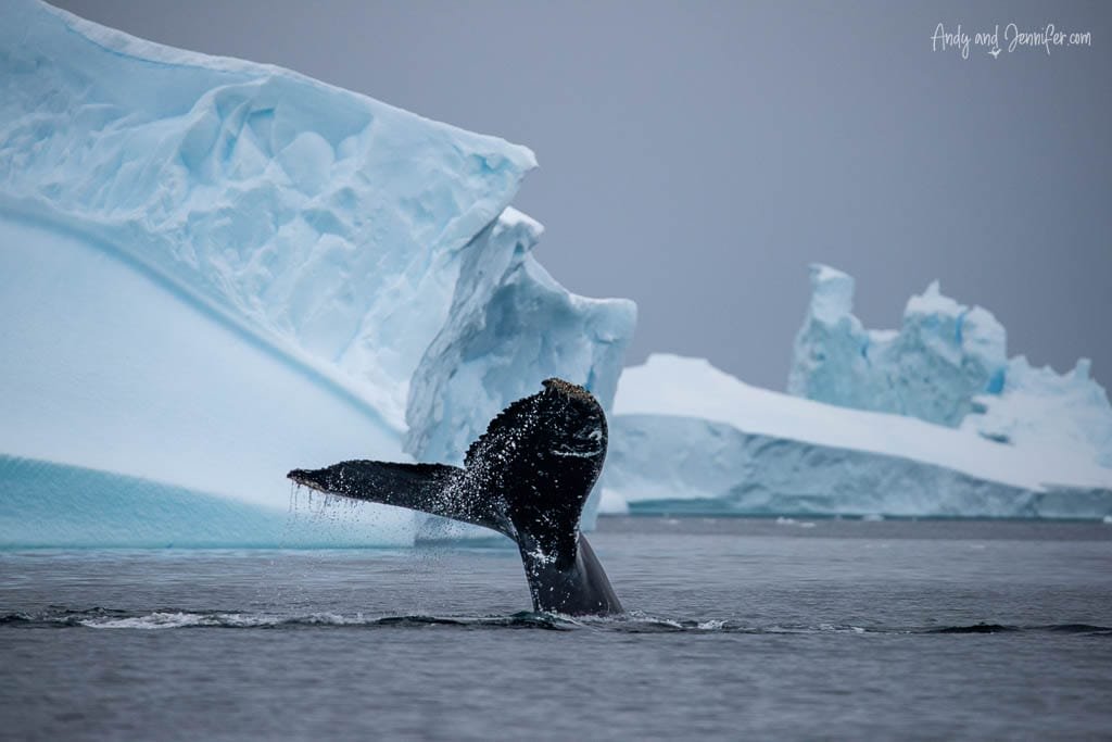 A humpback whale tail emerges from Antarctic waters, water cascading off its fluke. Massive icebergs form the backdrop under a gray, overcast sky.