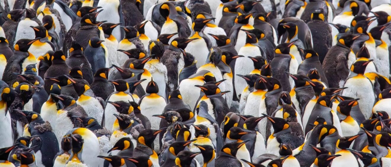 Large colony of king penguins tightly packed together.