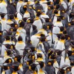 Large colony of king penguins tightly packed together.