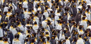 Large colony of king penguins tightly packed together.