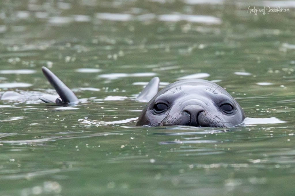 Elephant seal pup swimming with its head above water, flippers visible behind.