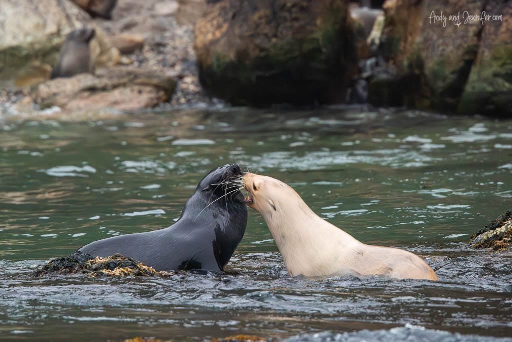 Two fur seals, one pale and one dark, engaging playfully in the water near rocky terrain.