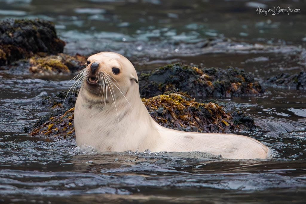 A pale-colored fur seal swimming near rocky, seaweed-covered terrain.