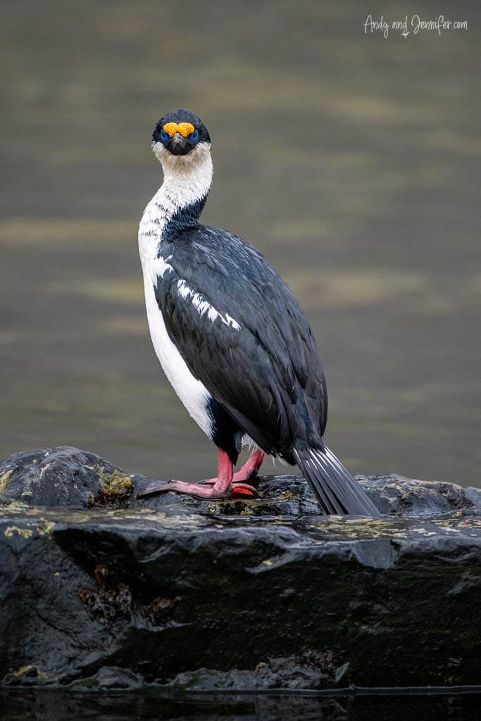 Blue-eyed shag with bright orange markings and pink feet perches on a wet rock.