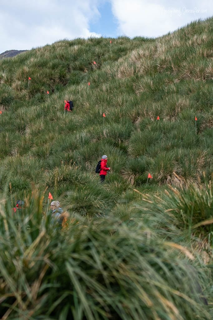Hikers in red jackets navigate a grassy hillside dotted with orange flag markers under a partly cloudy sky.