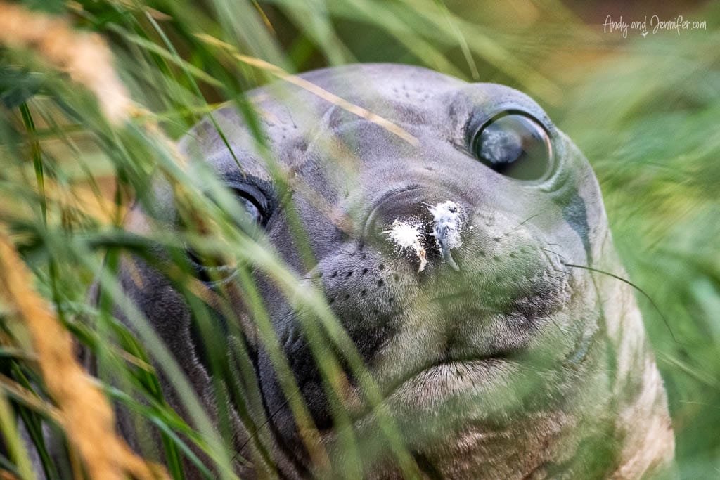 A close-up of a seal peering through tall green grass with a curious expression, with dried white salt on its nose