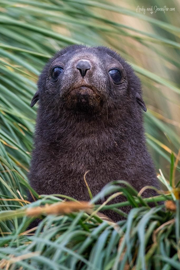 A wet fur seal pup peeks out from tall, green grass in a coastal area.