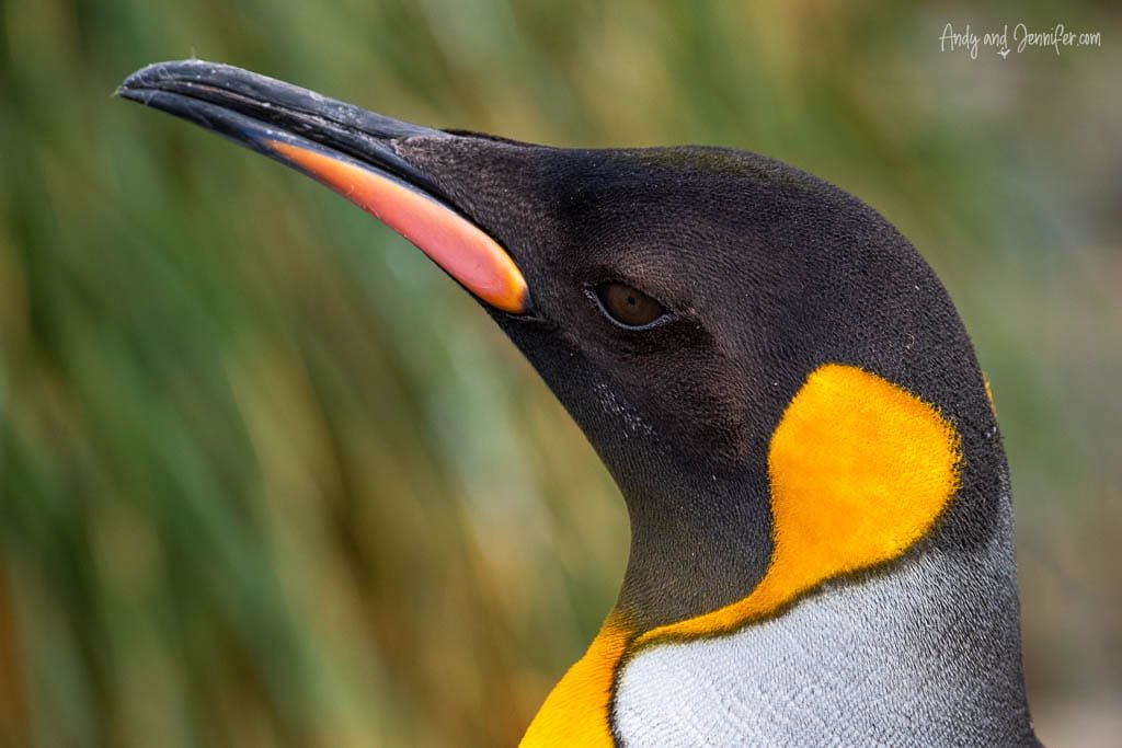 Close-up of a King penguin's head, showcasing its vibrant orange and yellow neck markings, sleek black beak, and smooth feathers against a blurred natural background.