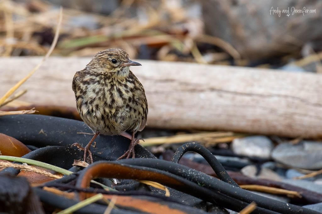  A small, brown-speckled bird stands on wet kelp and rocks near driftwood.