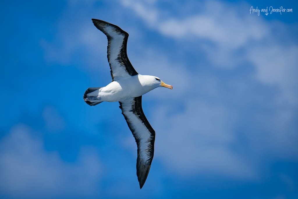 Albatross soaring against a bright blue sky with outstretched wings.