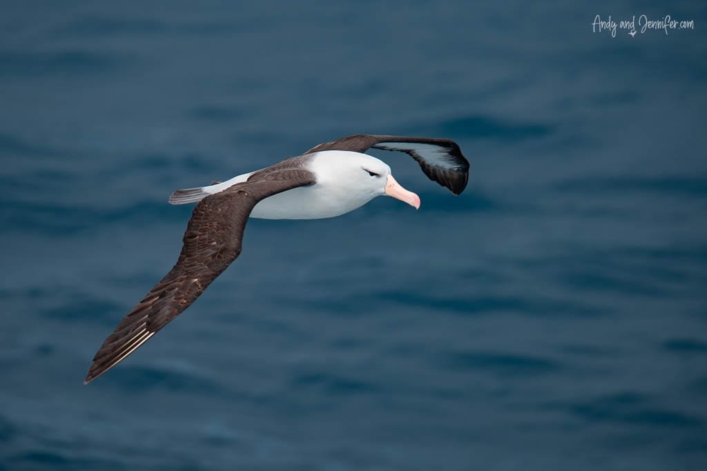Albatross gliding over the ocean with wings spread wide, against a backdrop of deep blue water.