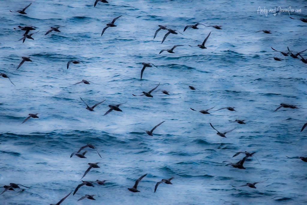 Flock of seabirds flying low over the choppy ocean waves.