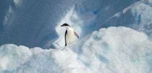 Adélie penguin standing on snowy ice in Antarctica, surrounded by soft blue shadows.