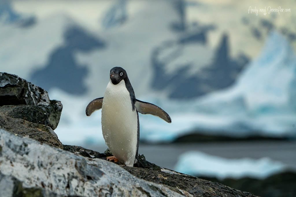 Adélie penguin standing on a rocky surface with wings outstretched, icy Antarctic landscape in the background.