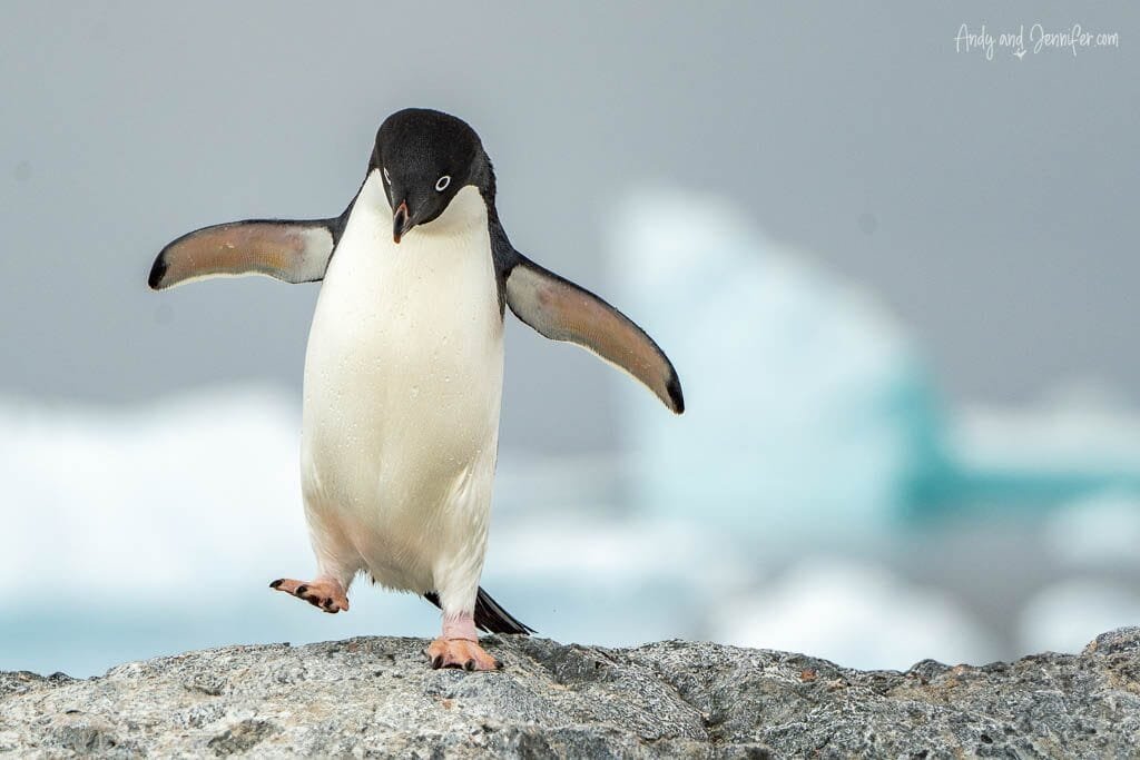 Adélie penguin balancing on one foot on a rocky surface with icy surroundings in Antarctica