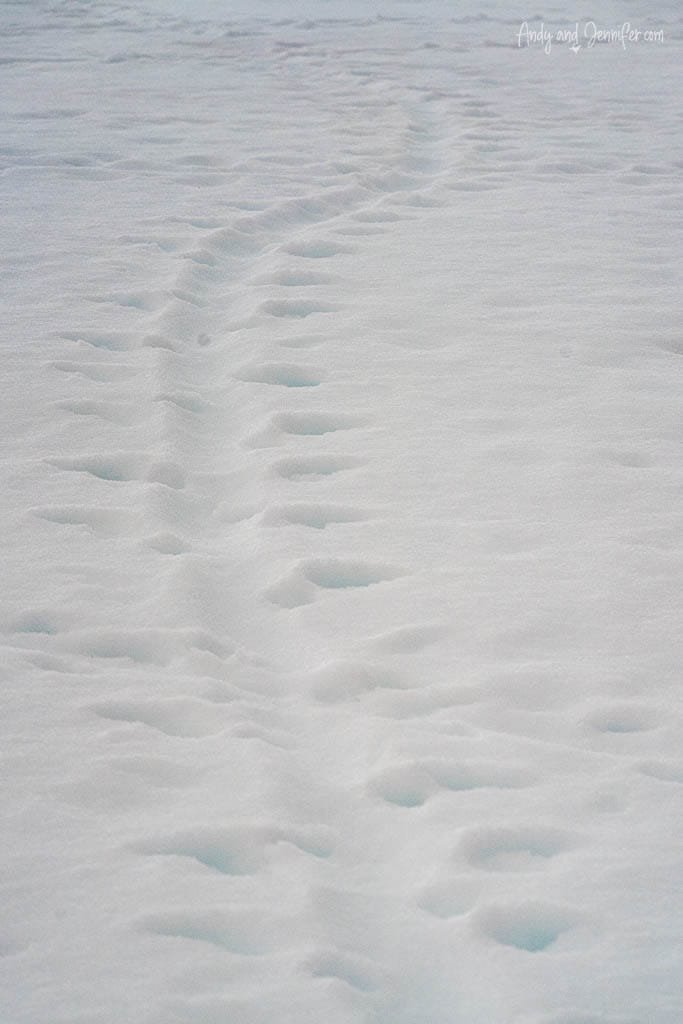  A trail of penguin footprints winding through fresh Antarctic snow