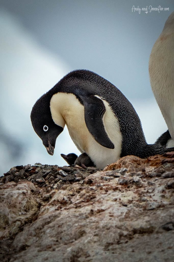Adélie penguin leaning down to check on its chick nestled beneath it on a rocky surface